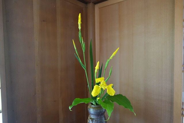 生け花　黄菖蒲 (2)