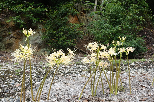 彼岸花　白　花 (1)