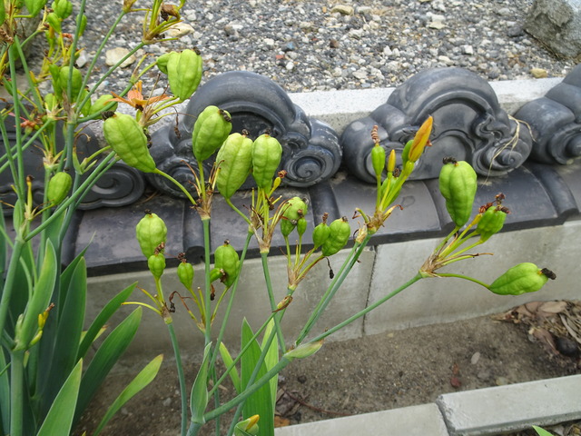 檜扇　種・花2408 (1)