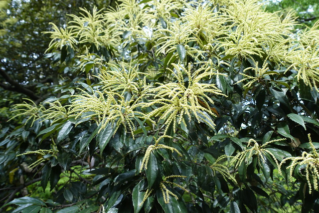 椎の花　白　西郷碑 (3)