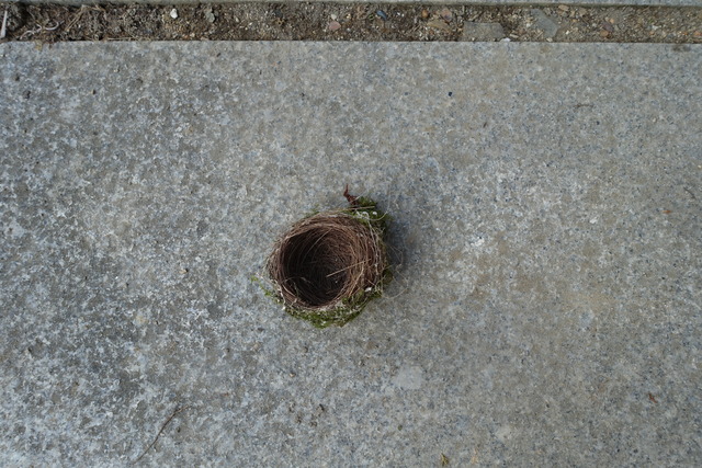 鳥の巣　メジロ・鶯？ (5)