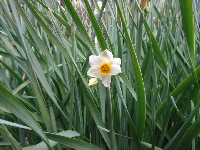 2501 水仙　花咲き始め　自然苑 (3)