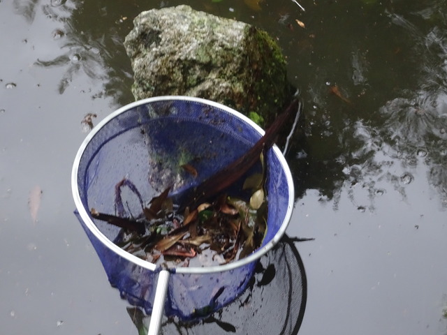 池　満水　落葉取り (1)