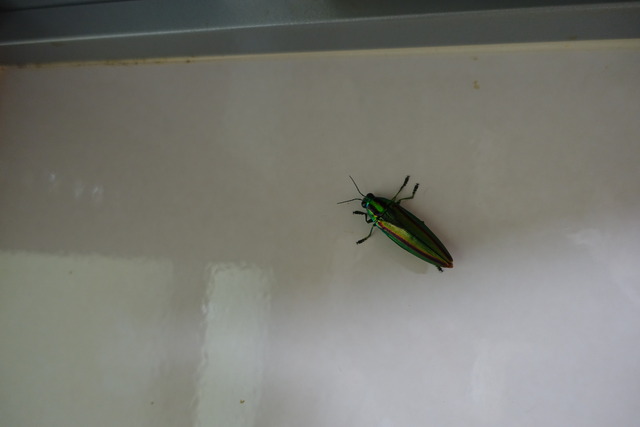 コガネムシ　 (5)