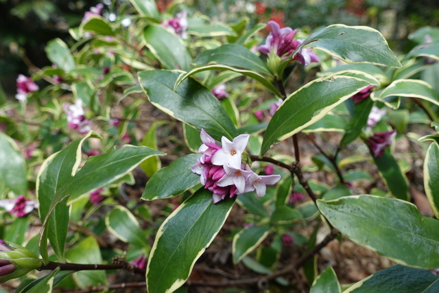 沈丁花　紅花　少し (1)