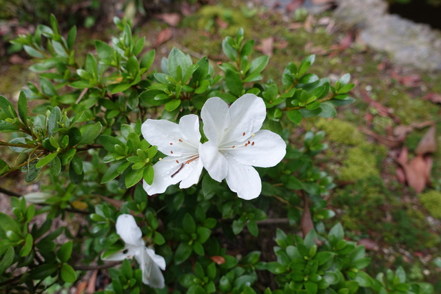 白ツツジ　花 　庭(2)