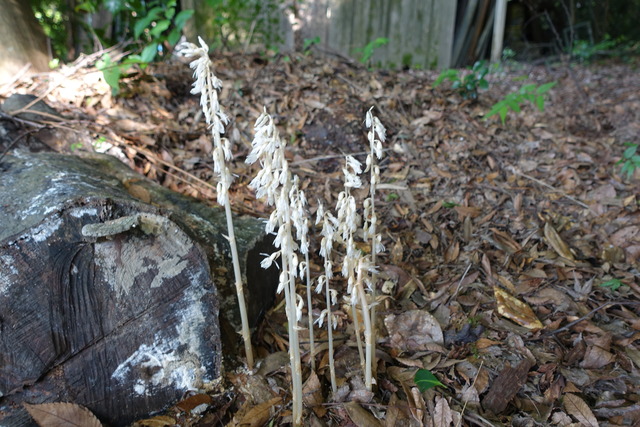 白キノコ　欅下 (4)