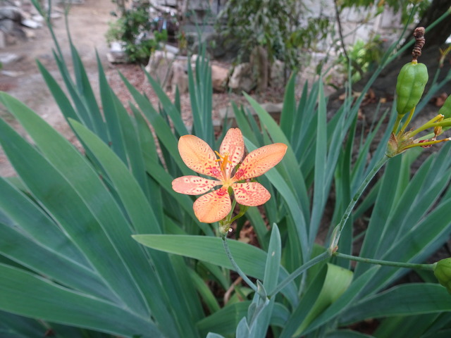 檜扇　種・花2408 (5)