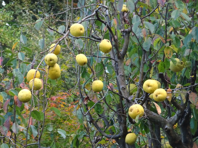 花梨　庭　全体アップ (3)