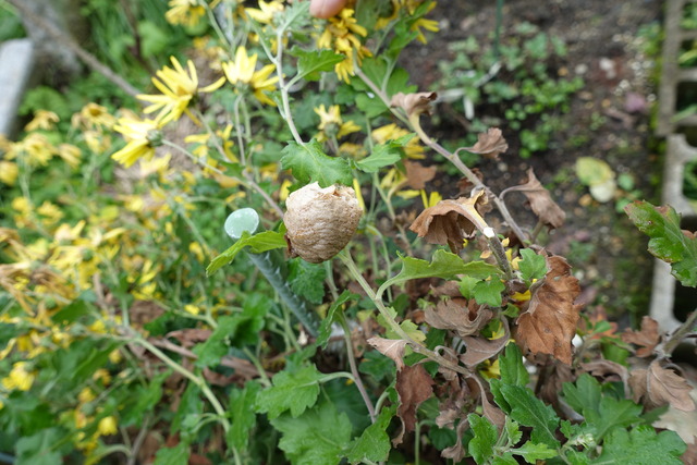 カマキリの卵　菊枝 (1)
