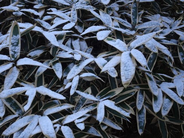 山門笹　薄雪 (1)