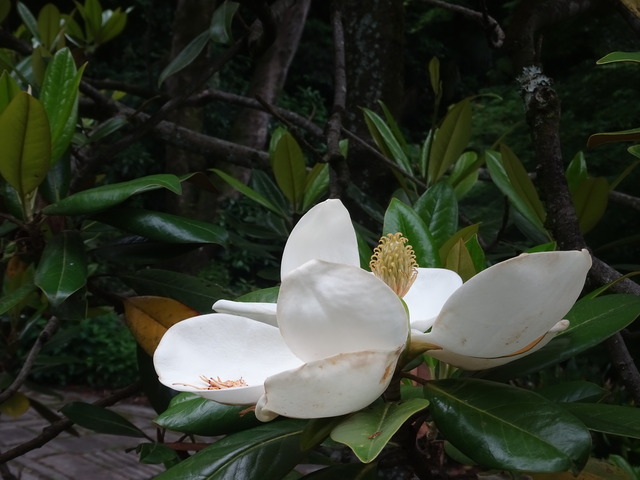 25　タイサンボク　花・蕾 (5)