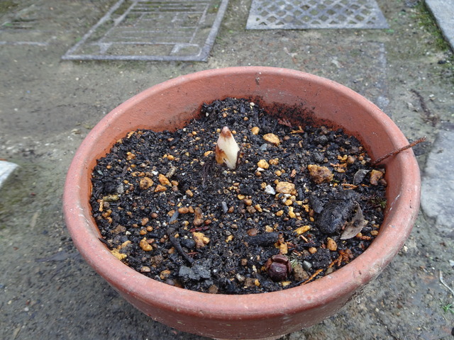 武蔵あぶみ　発芽　鉢 (3)