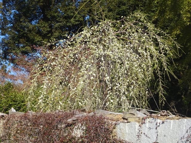 垂れ梅　白　日本庭園 (1)