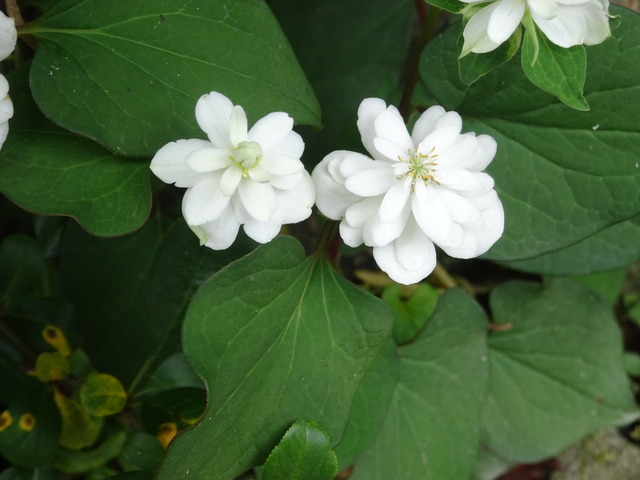 ドクダミ　花　八重 (5)
