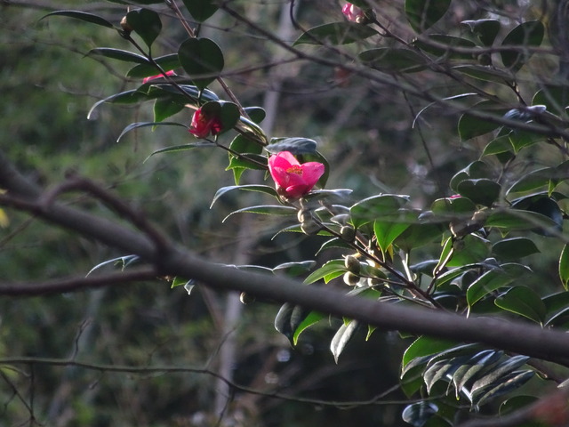 椿　山椿赤　花 (4)
