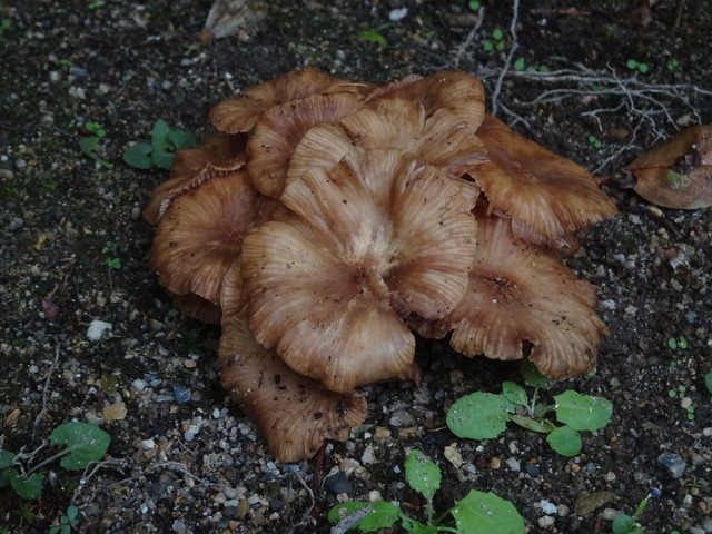 キノコ　色々2410 (3)