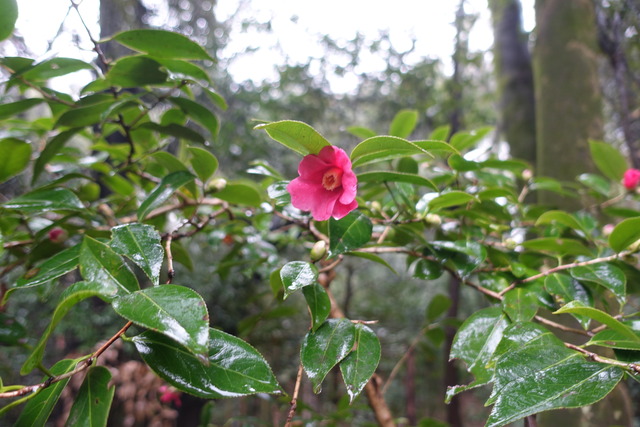 椿　紅　小花 (2)