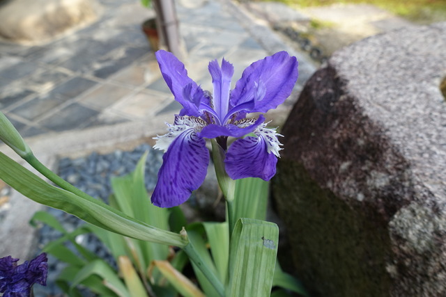 イチハツ　花　アップ (2)