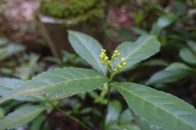 千両の青い実　黒門 (2)