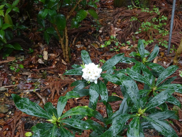 沈丁花　白　花　満開 (3)