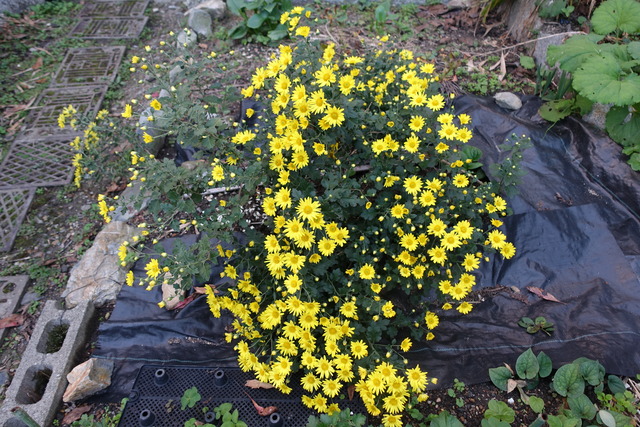 小菊　黄・蕾も黄 (1)