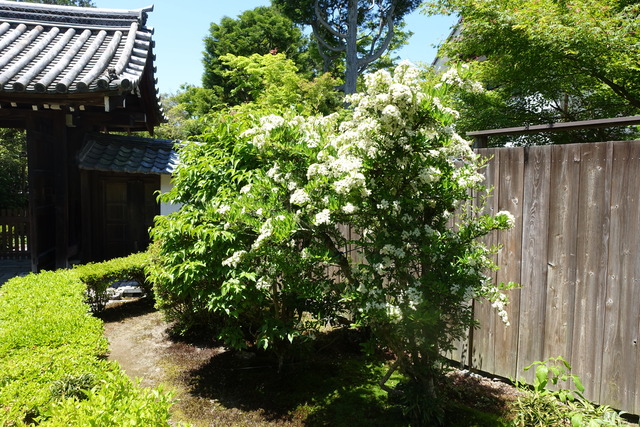 ピラカンサ　花 (2)