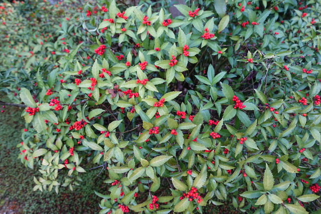 千両　赤　実明 (2)