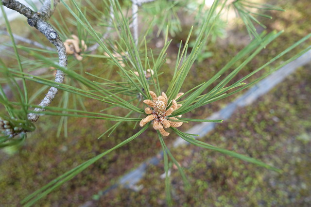 松　花　枝新芽　山門外 (1)