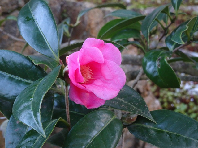 椿　花　小門　姫椿　ピンク (2)