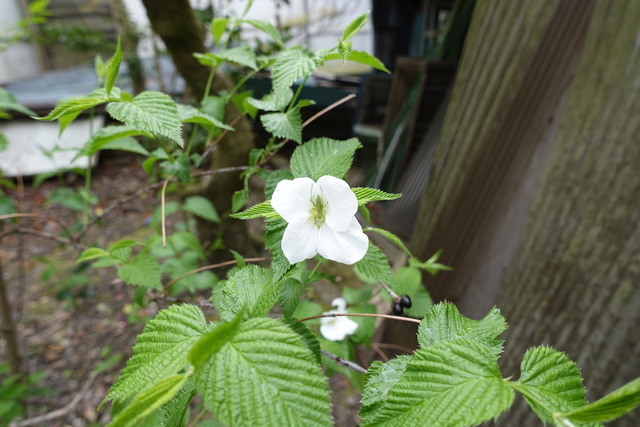 白山吹　花　漆小屋 (5)