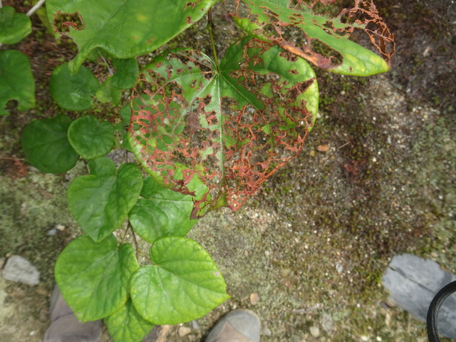 花スオウ　葉っぱかれ (1)