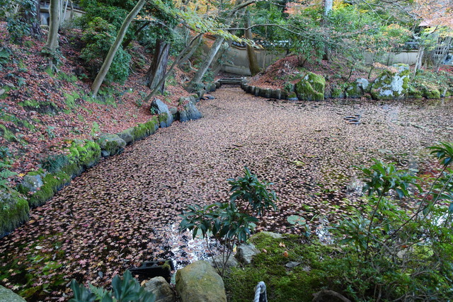 落ち葉　池面　 (3)