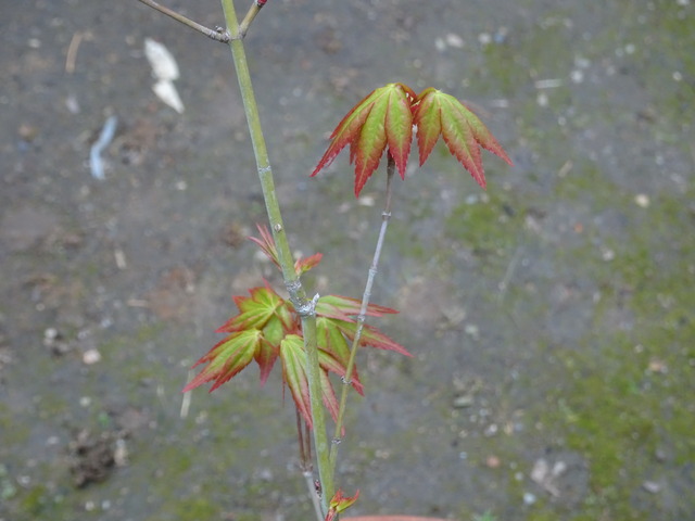 紅葉　葉っぱ新芽 (1)