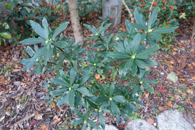 沈丁花　蕾　春の用意 (1)