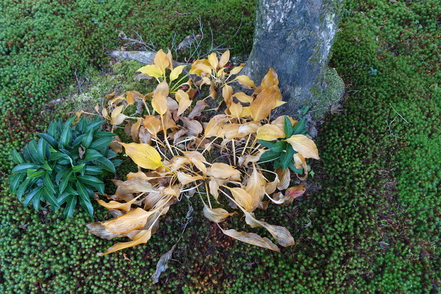 ギボウシ　池横　枯れ葉 (1)