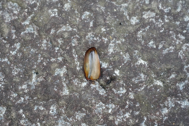 カブトムシ　無残　蟻の餌 (3)