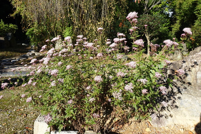 フジバカマ　花日本庭園 (2)