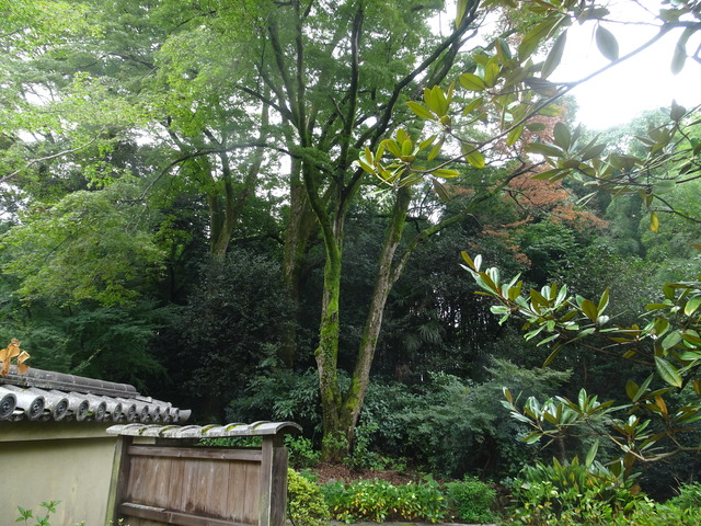 枯れた紅葉　ムササビの巣 (1)