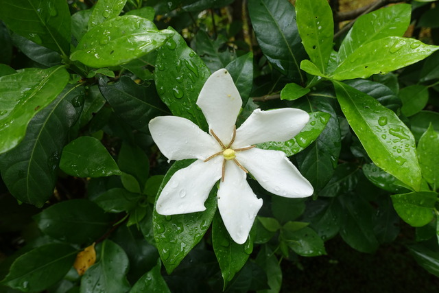 クチナシ　花 (1)