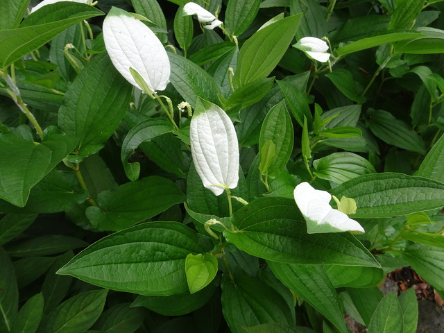 半夏生　花　2606 (6)