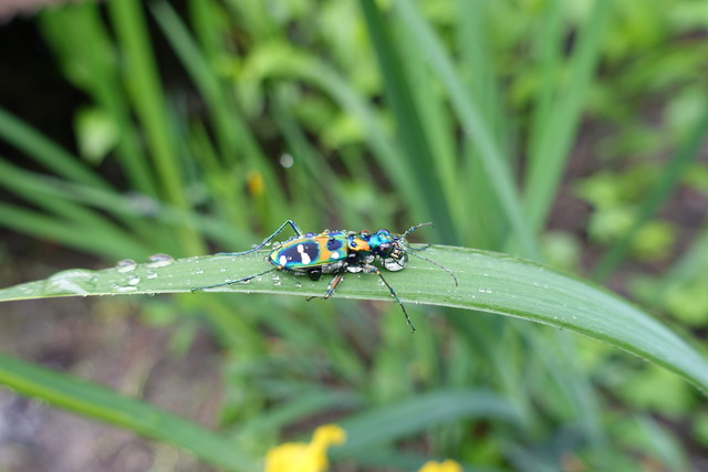 黄花菖蒲　花・ハンミョウ　１ (4)