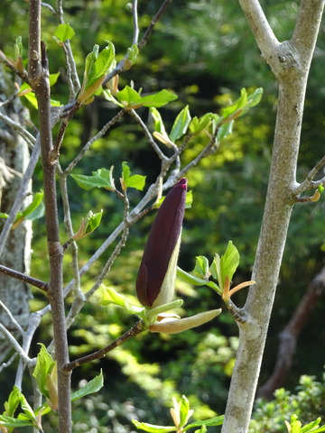 木蓮　紅　花 (6)