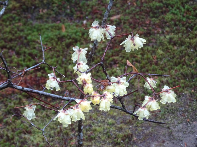 蝋梅　花　小さい苗 (2)