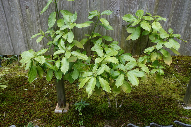 青木 花 地味牛横参道 (6)