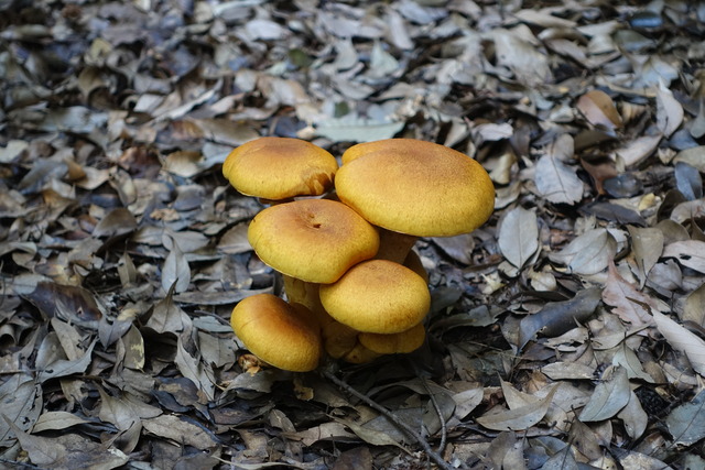 キノコ　自然樹園　241110 (2)