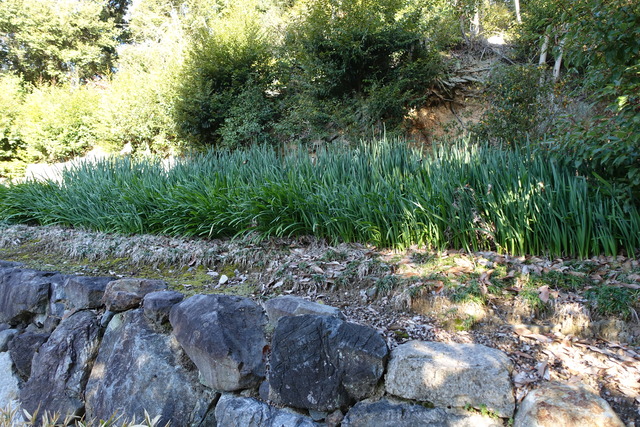 水仙　咲き始め　2301 (2)