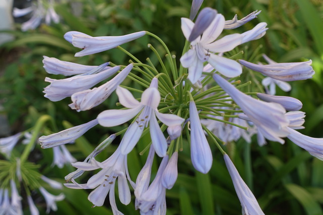 アガパンサス　藤色　花１ (3)