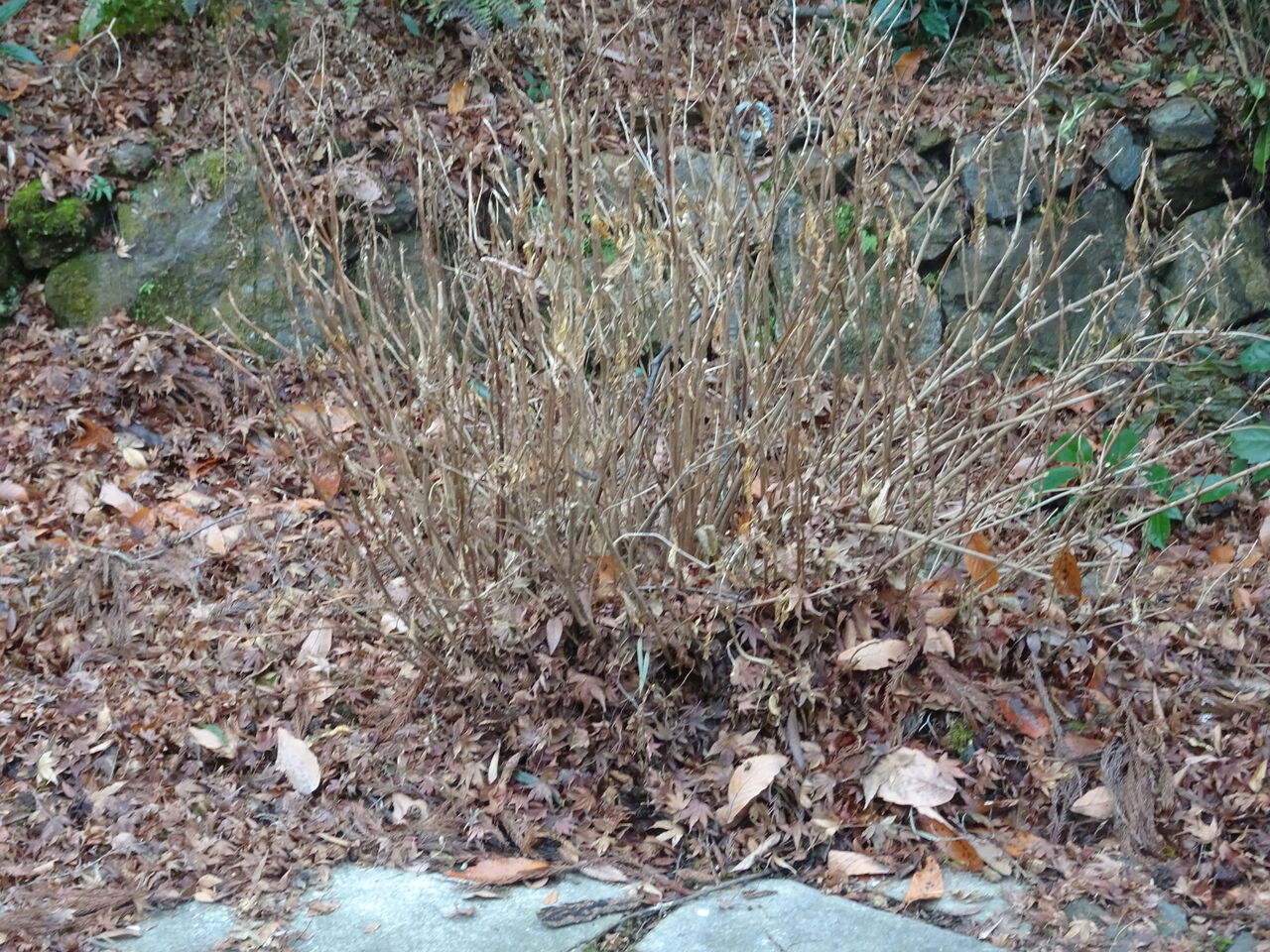 22年02月05日 狸のひとりごと