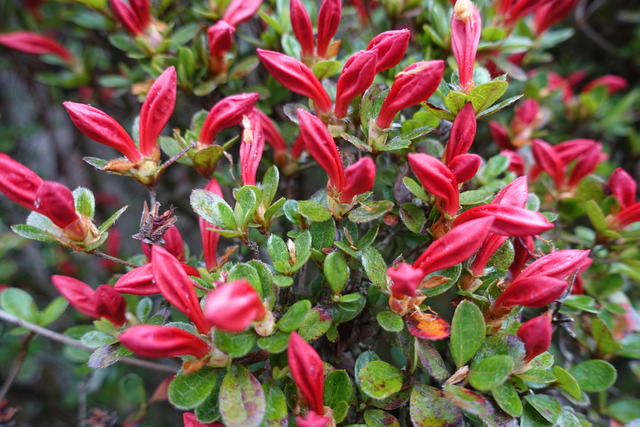 ツツジ　霧島　紅　満開　山門 (3)